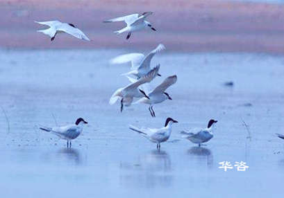 某區(qū)域山水林田湖草生態(tài)保護(hù)修復(fù)工程區(qū)生物多樣性調(diào)查方案案例闡述 某區(qū)域山水林田湖草生態(tài)保護(hù)修復(fù)工程區(qū)生物多樣性調(diào)查方案案例闡述